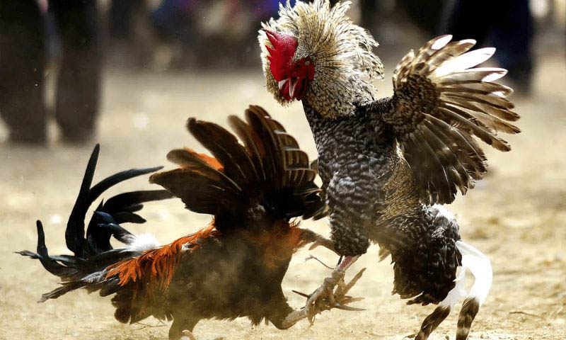 Tìm hiểu luật chơi đá gà mới nhất hôm nay
