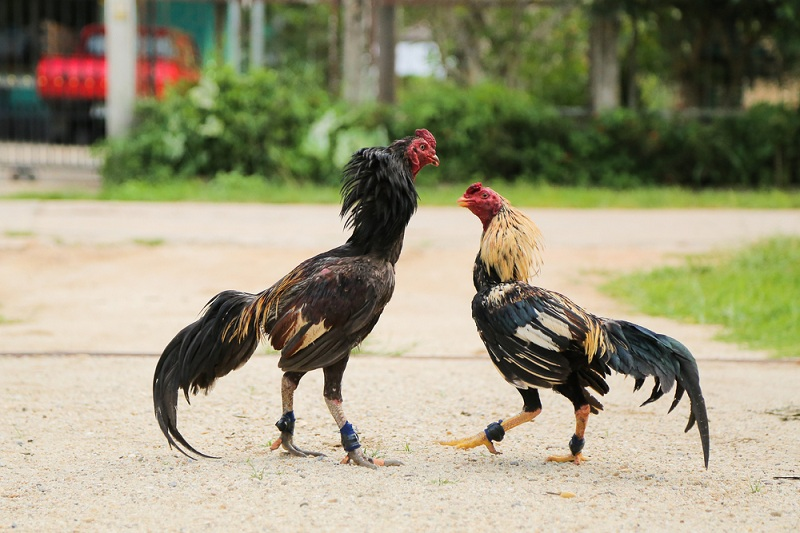 Những thông tin hay về Đá gà mới nhất hôm nay